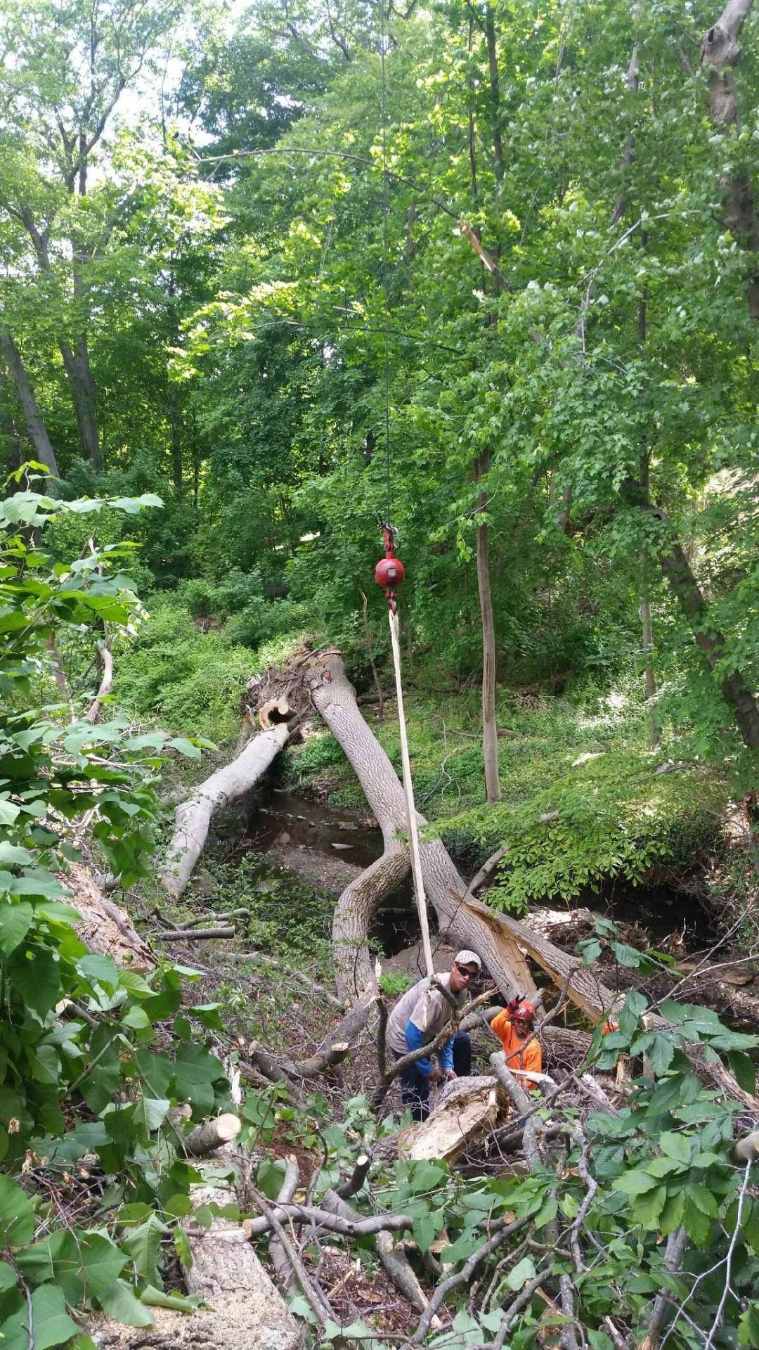 Person in pink hat standing in a wooded area beside a fallen log and scattered debris.