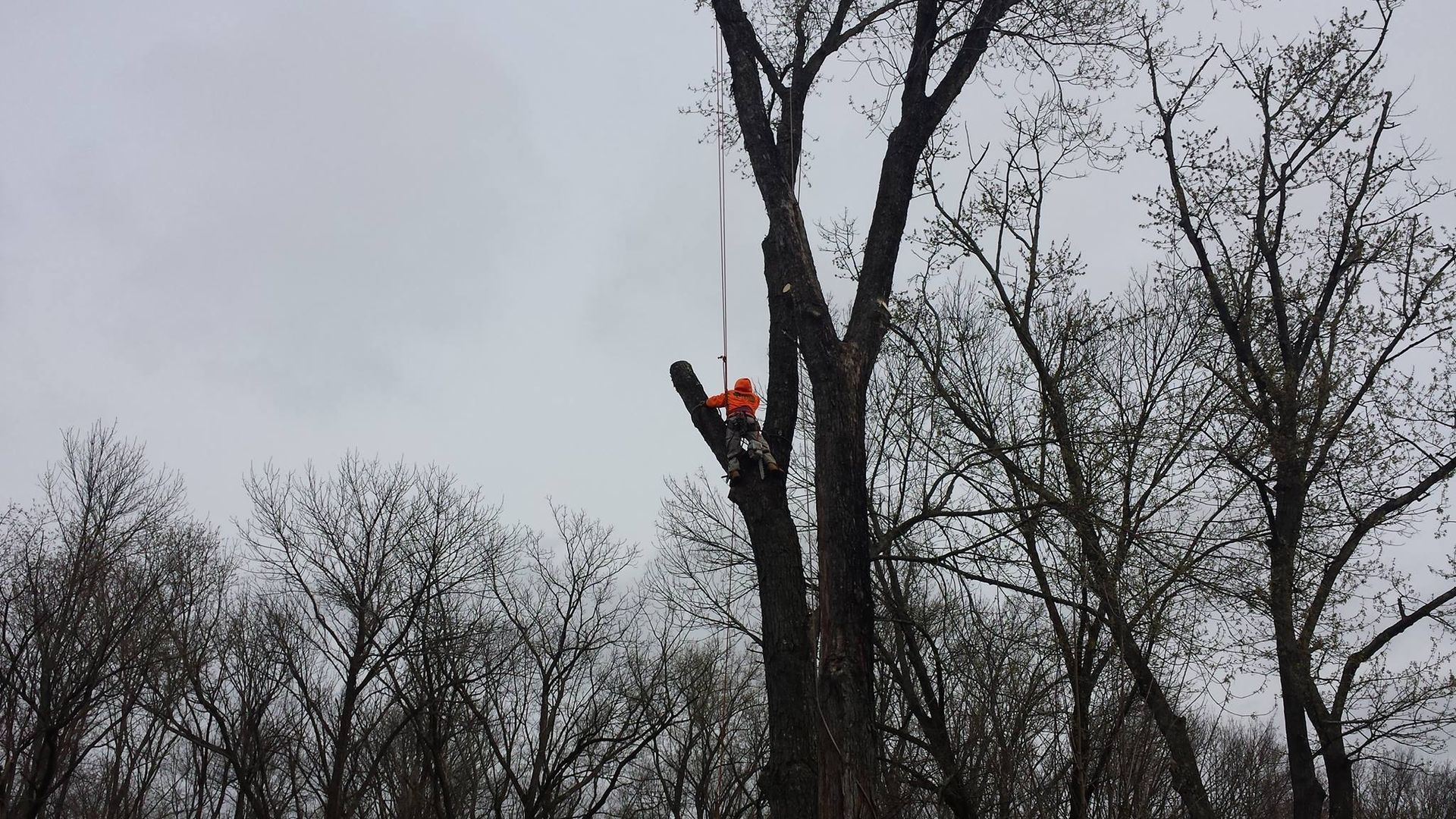 Worker in orange safety gear perched high on a tree trunk, trimming branches in a leafless wooded area.