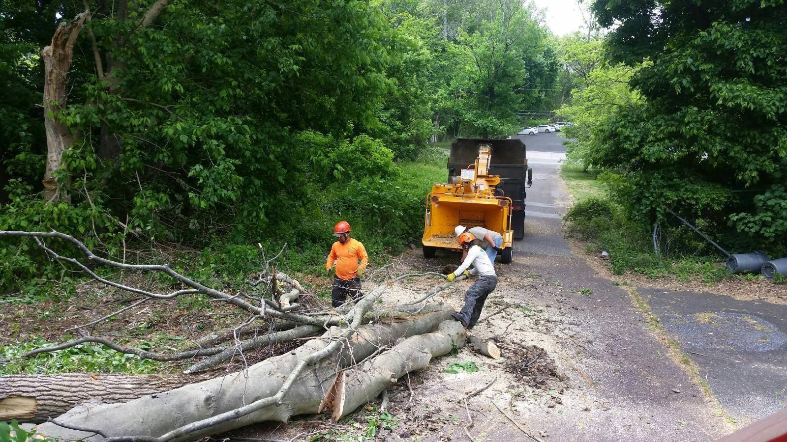 Worker clears fallen tree limbs from a road with a loader on a wooded, wet roadway