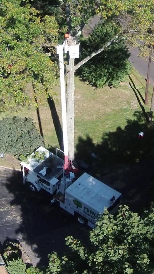 White utility truck with boom lift raising worker to a tall tree in a grassy yard, aerial view