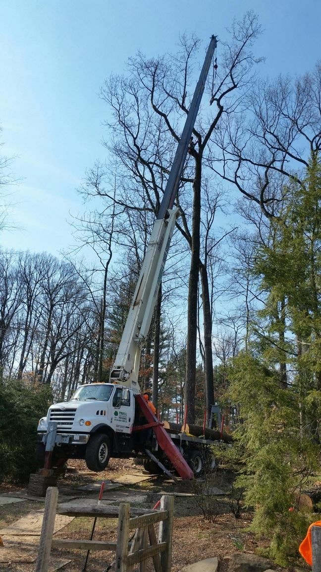 Bucket truck trimming tall trees in a wooded area, with a red lifting boom raised high.