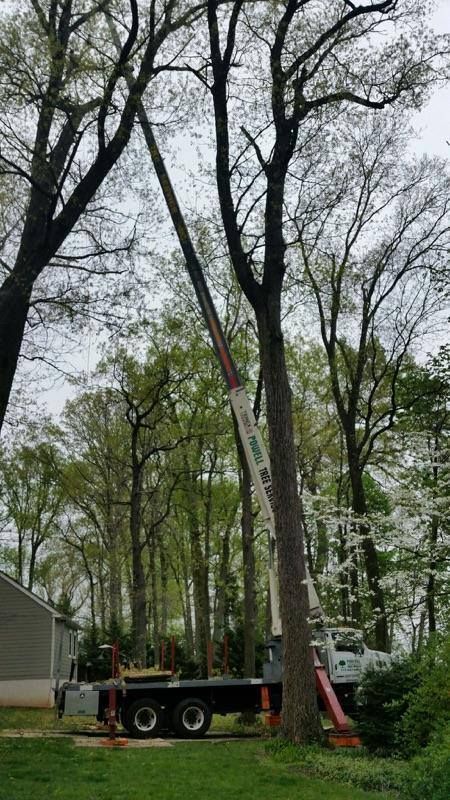 Tall trees surround a black work truck and red ladder in a wooded yard.