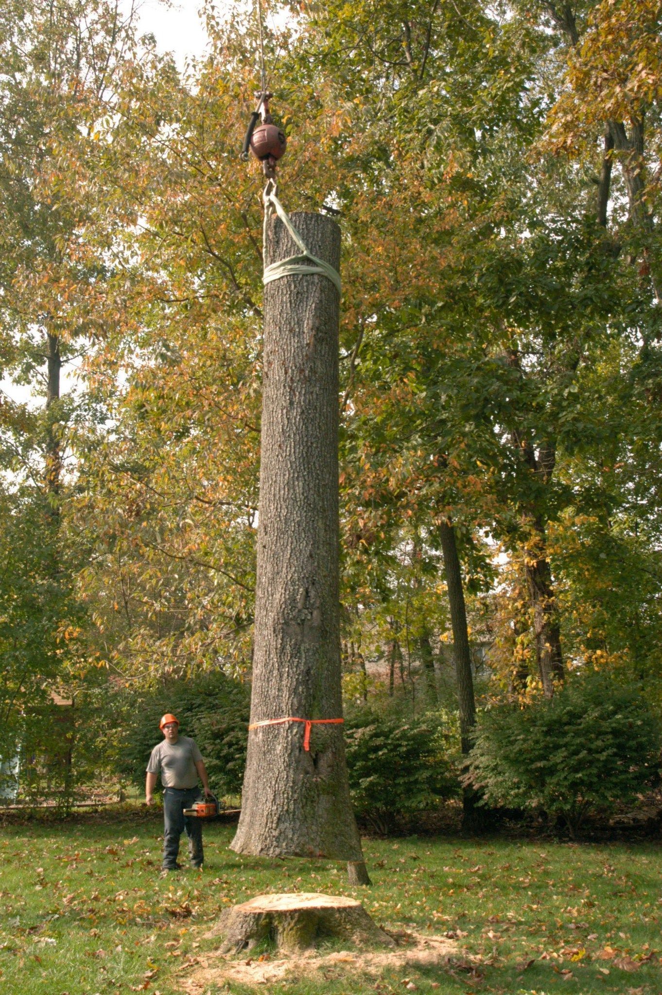 Tall tree trunk in a wooded park with an owl perched on top and a person standing nearby