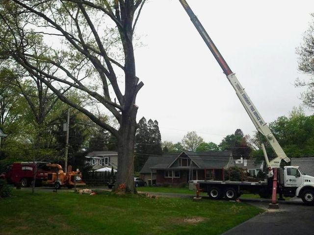 Crane lifting a large tree beside a house on a suburban lawn