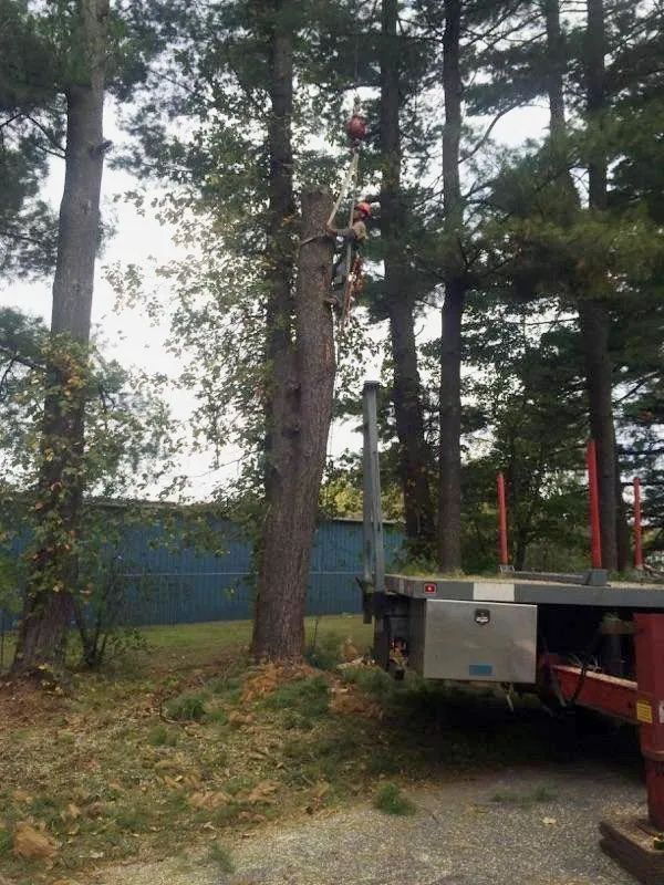 Tall pine trees beside a flatbed truck with red posts in a wooded area