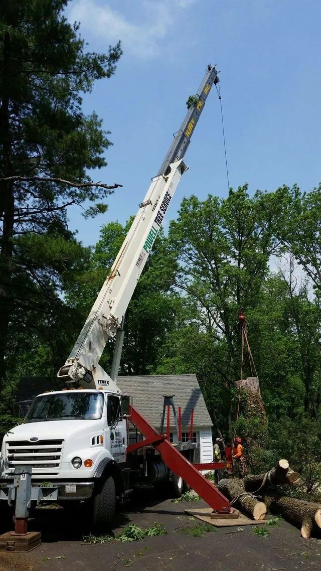 White crane truck lifting branches in a leafy yard beside a small house