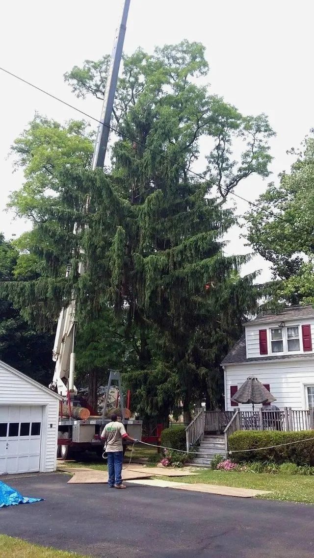 Large tree beside a utility pole in a residential yard, with a person standing below near houses.