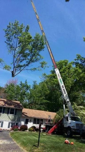 Crane truck lifting a long tree branch beside a house on a sunny suburban lawn