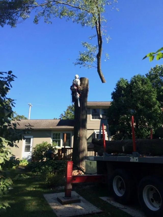 Tree trimming on a suburban street beside a truck, with a house and clear blue sky in the background
