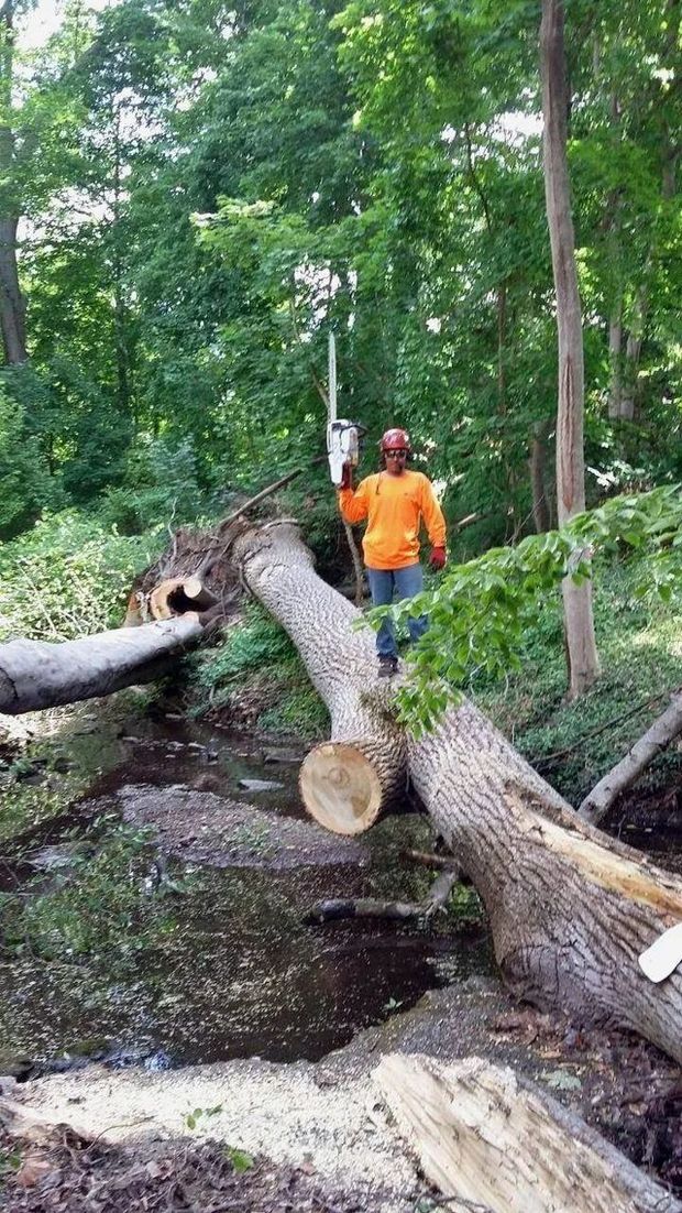 Worker in orange shirt stands beside a fallen tree in a wooded area.