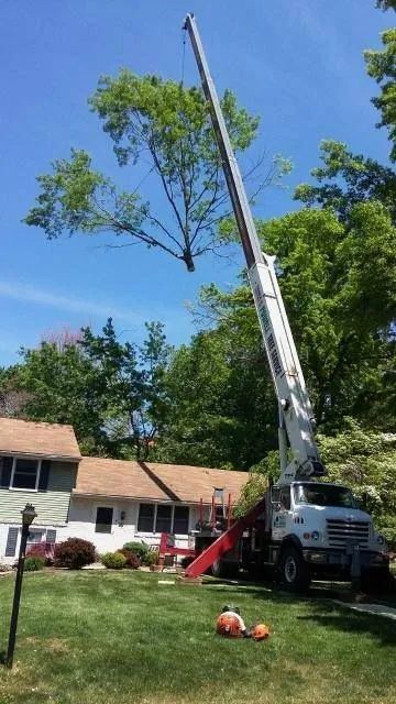 Crane truck lifting a tall tree limb in a suburban yard beside a house under a blue sky
