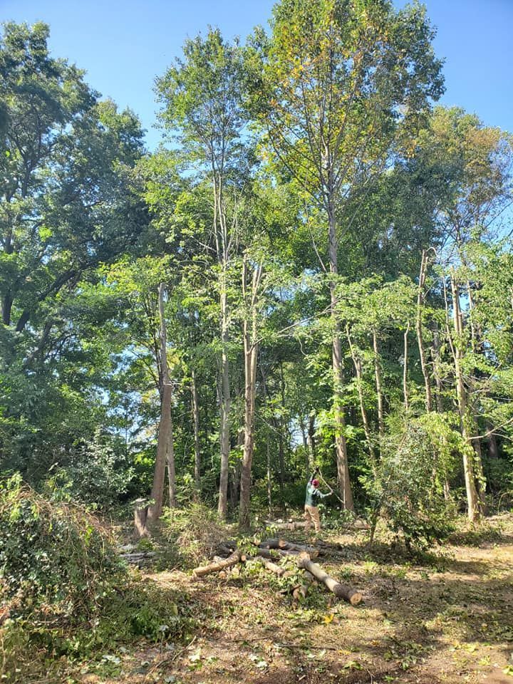 Tall green trees in a sunny wooded clearing with a dirt path and scattered brush
