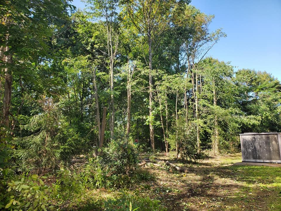 Wooded backyard with tall green trees, grassy clearing, and a small shed on the right