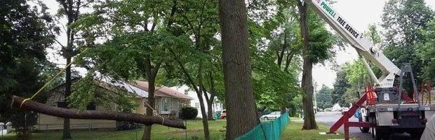 Tree removal in a park, with a crane lifting branches near a pond and people nearby