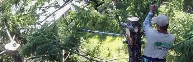 Person trimming a tree branch with a pole saw in a leafy outdoor area