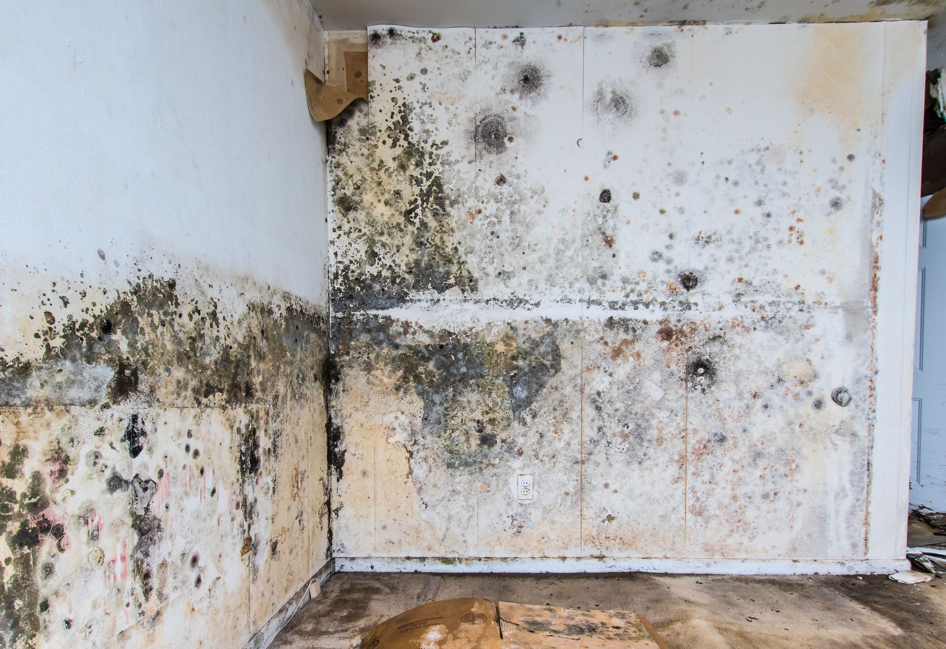 Your Standard Homeowners Insurance Might Cover Black Mold Remediation Service