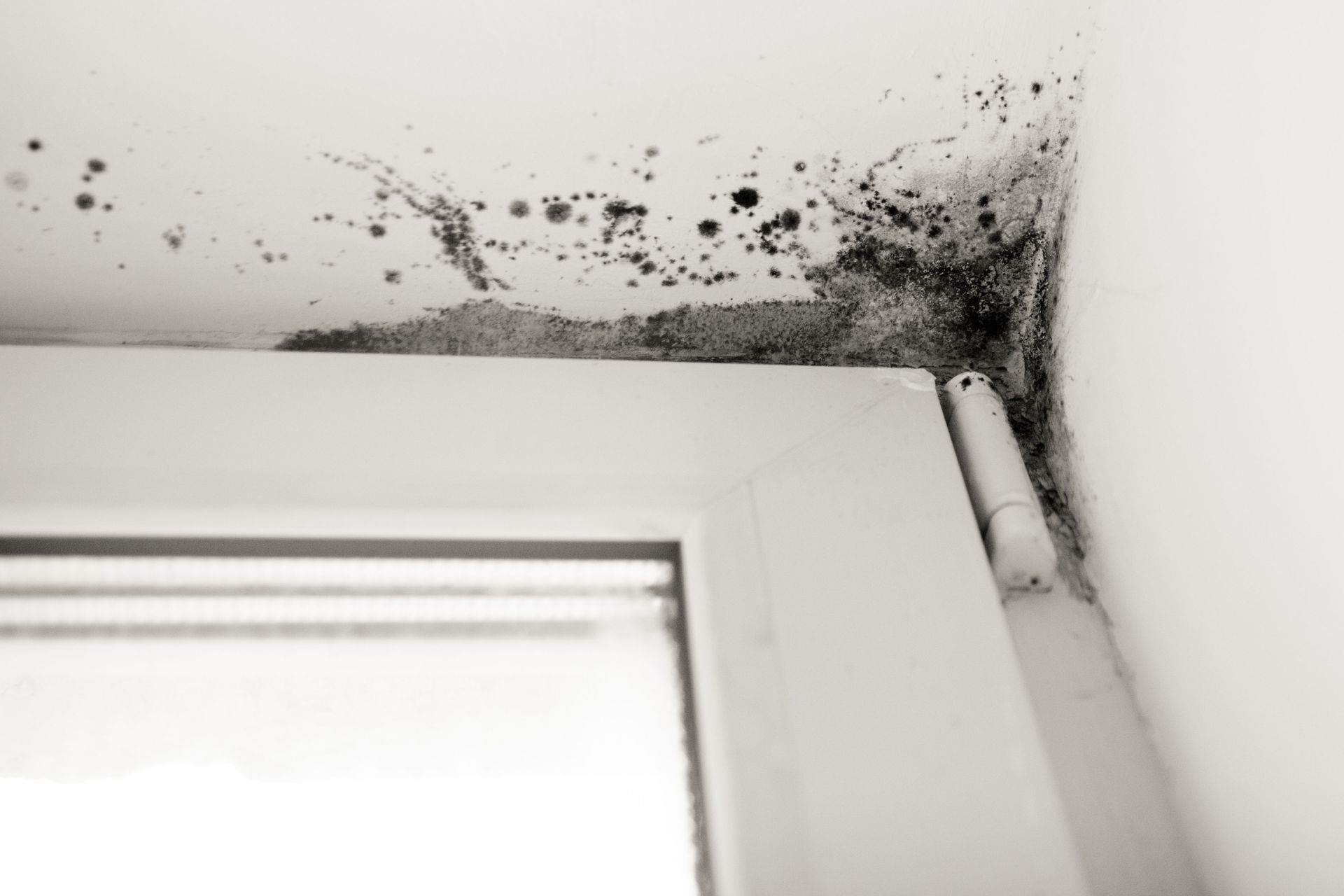 3 Signs Your Home or Office Needs Black Mold Remediation Services