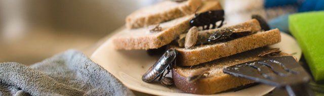 Cockroaches are eating bread