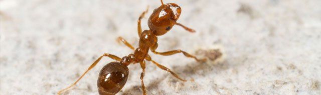 Brown ant