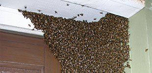 Bees at the ceiling