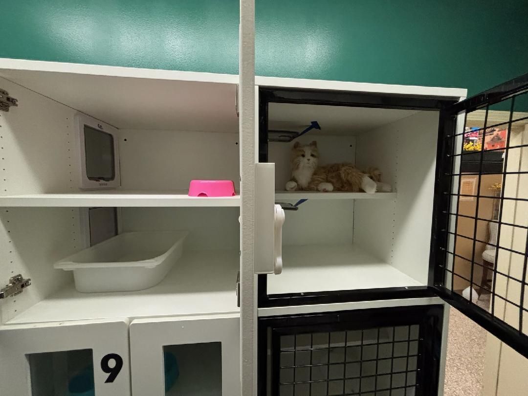 A cat is sitting inside a cattery