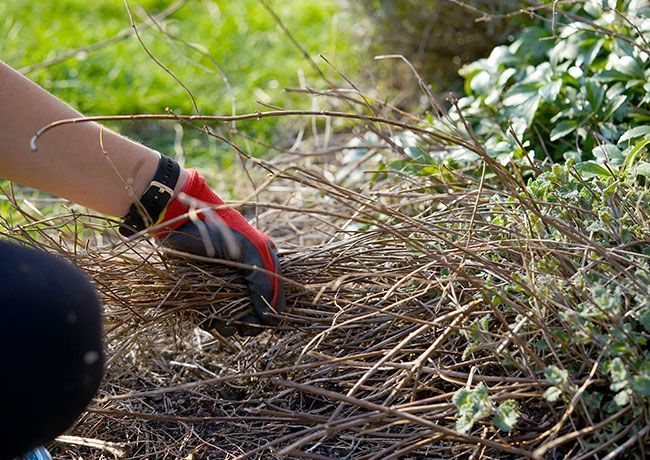 A person wearing gloves is cutting branches in a garden.