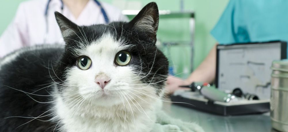 Black and white cat inside veterinary clinic