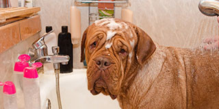 Dog Bathing