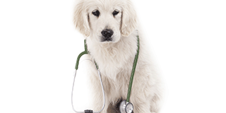White dog with a stethoscope