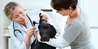 Veterinarian Services