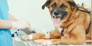 Dog with IVI procedure