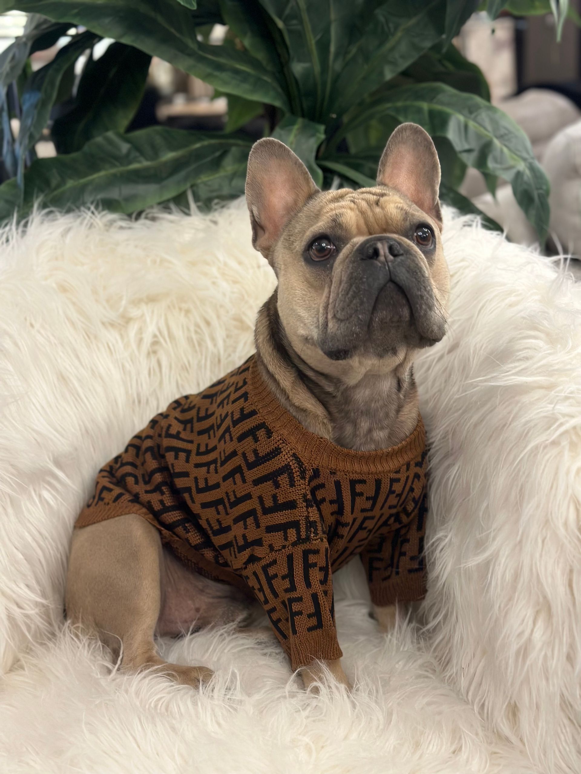 French bulldog in a brown Fendi sweater sits on white fur, looking up. Green leaves are in the background.