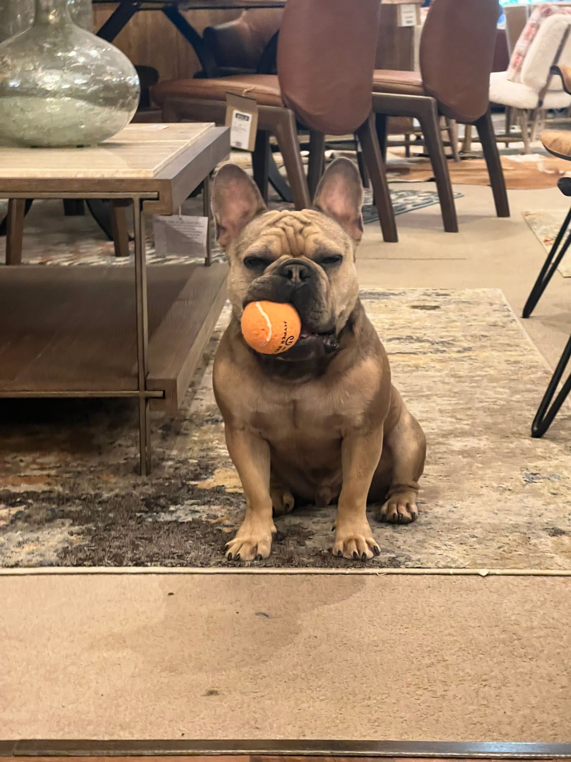 French bulldog sitting, holding a tennis ball. Brown coat, indoors, bored expression.