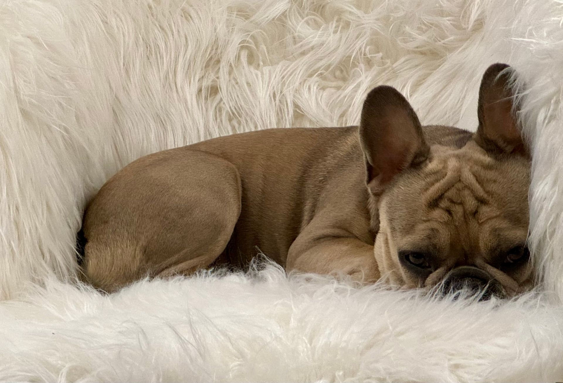 French bulldog rests on a fluffy white rug.