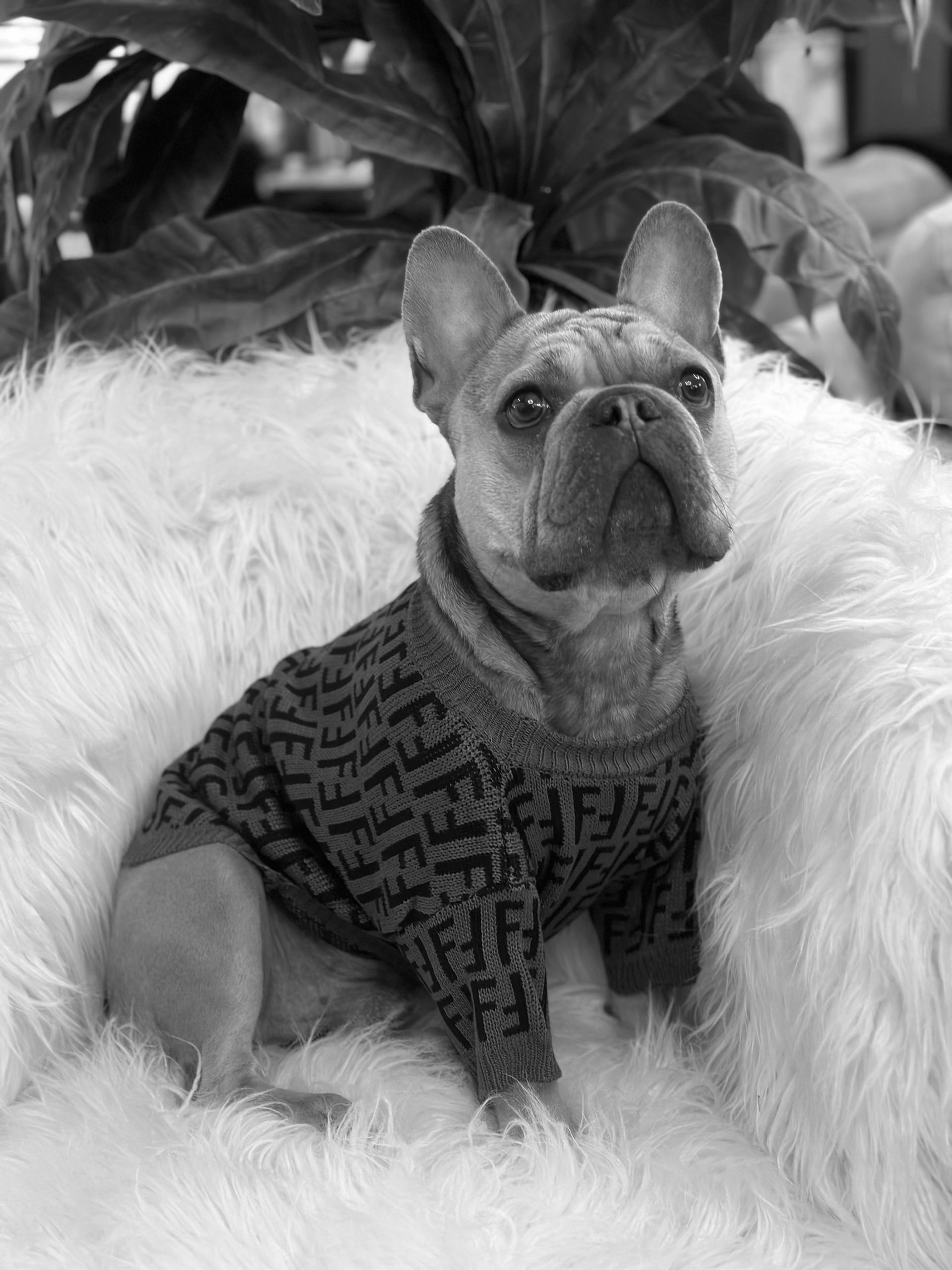 Charlie the Frenchie