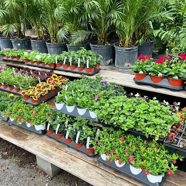 A bunch of potted plants are sitting on a wooden table.