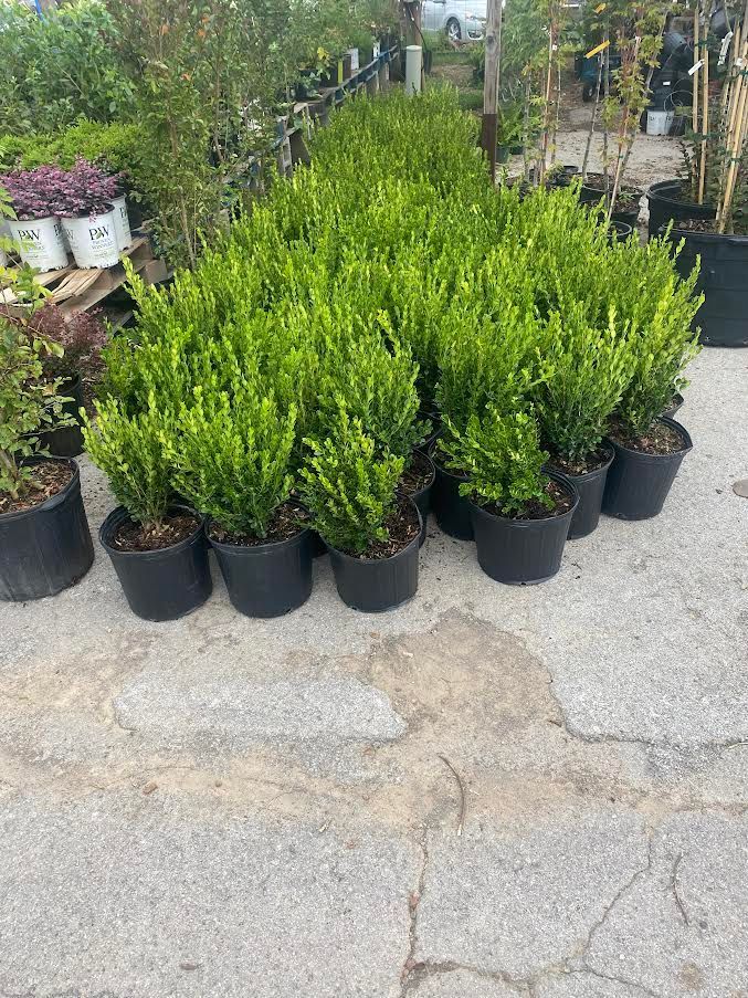 A bunch of potted plants are sitting on the ground