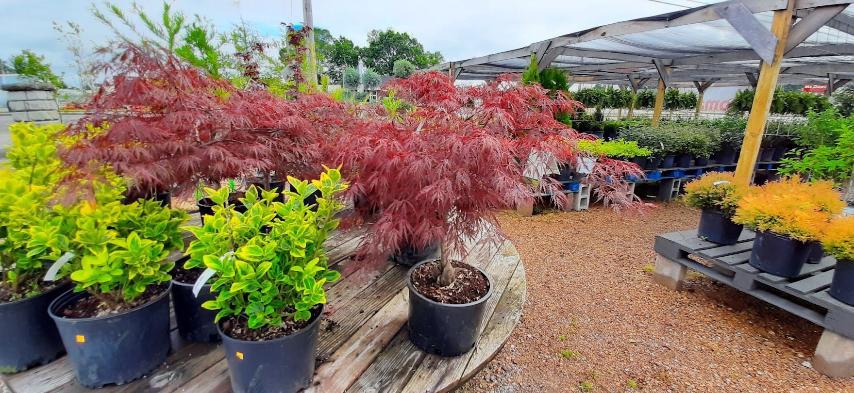 A row of potted plants sitting on top of a wooden pallet