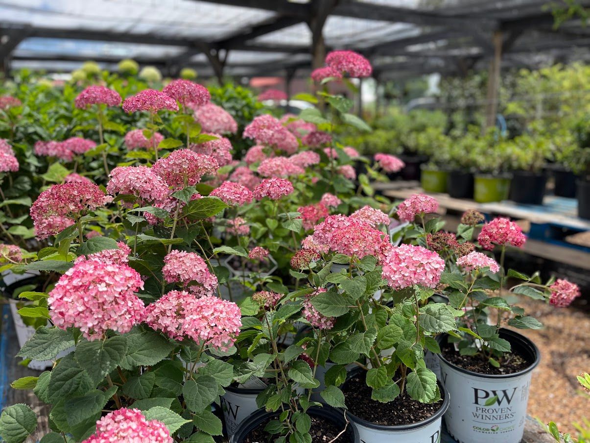 A bunch of pink flowers in pots in a greenhouse