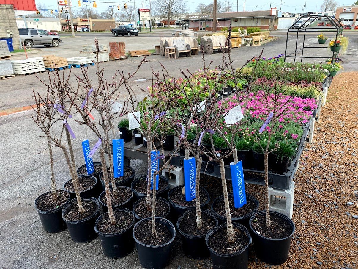 A bunch of potted plants are sitting on the ground in a parking lot