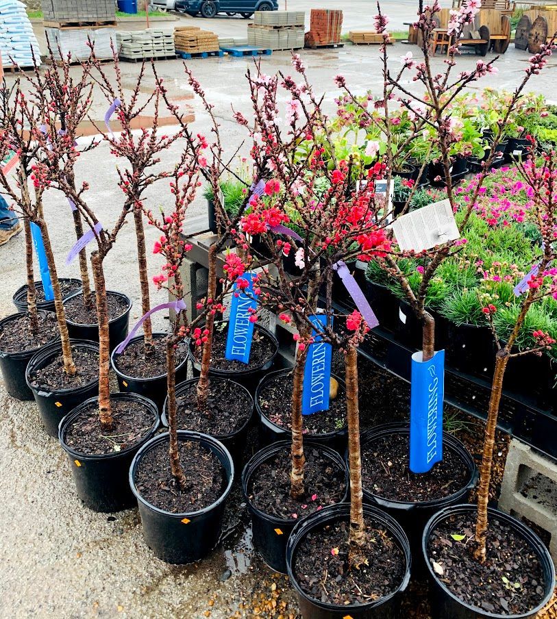 A bunch of potted plants with red flowers on them