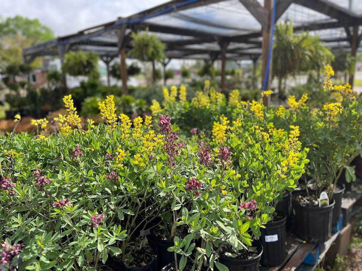 A bunch of potted plants are sitting on a table in a greenhouse
