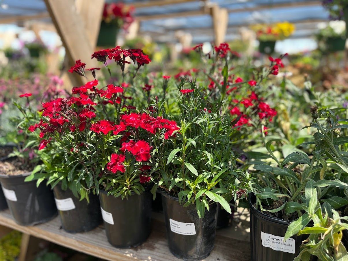 A row of potted plants with red flowers on a shelf
