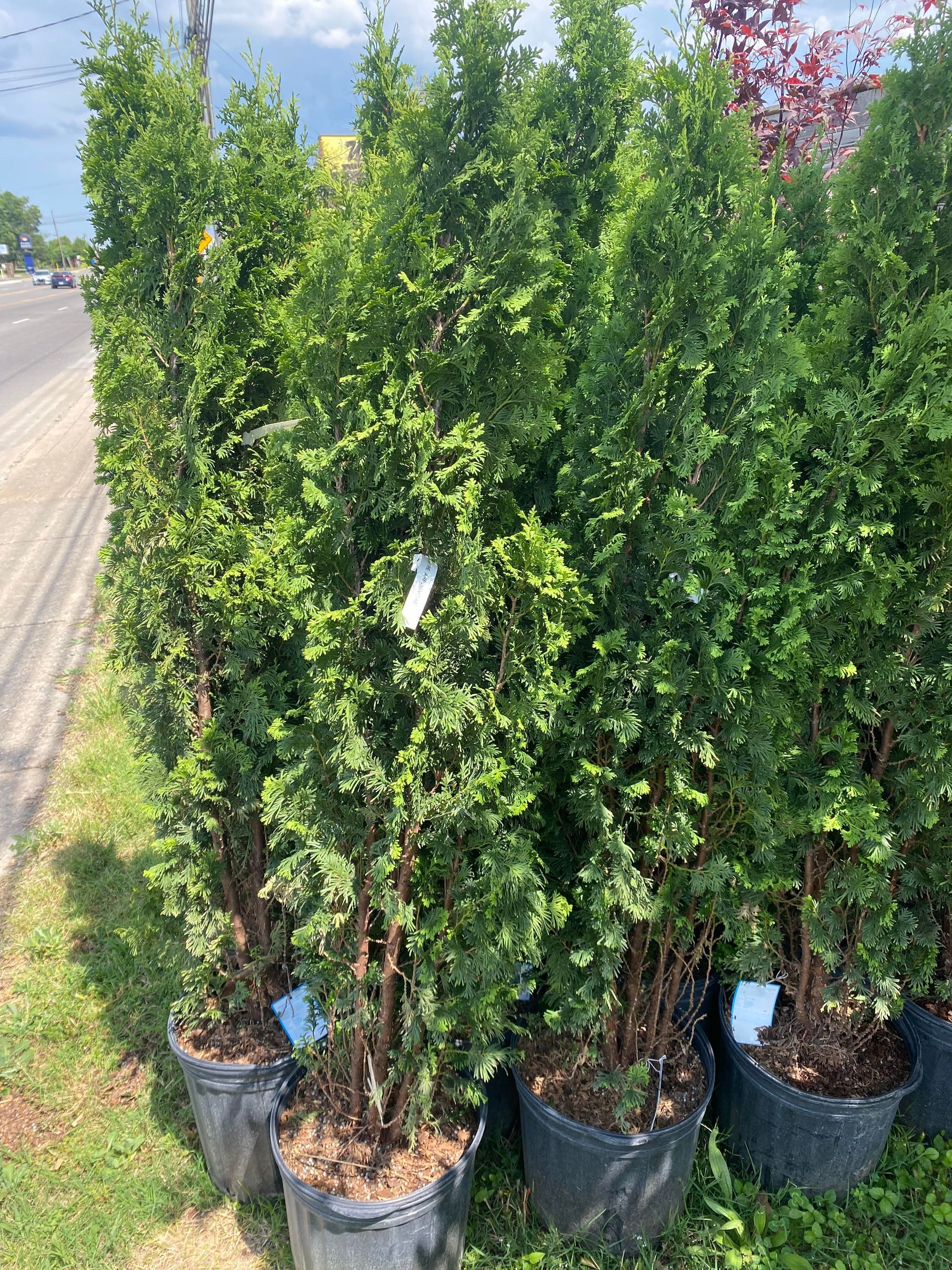 A bunch of trees in pots sitting next to each other on the side of the road
