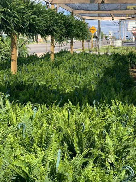 Boston, Kimberly and  Macho ferns