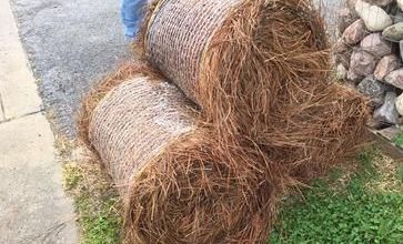 Pine Straw Rolls 