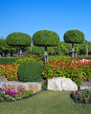 Healthy trees and shrubs