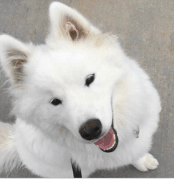 Dog