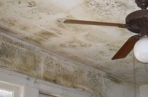 Mold on wall and ceiling