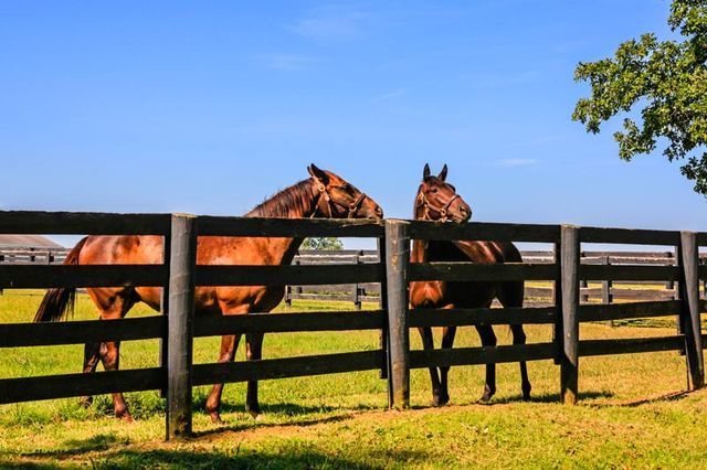 Horse Fencin